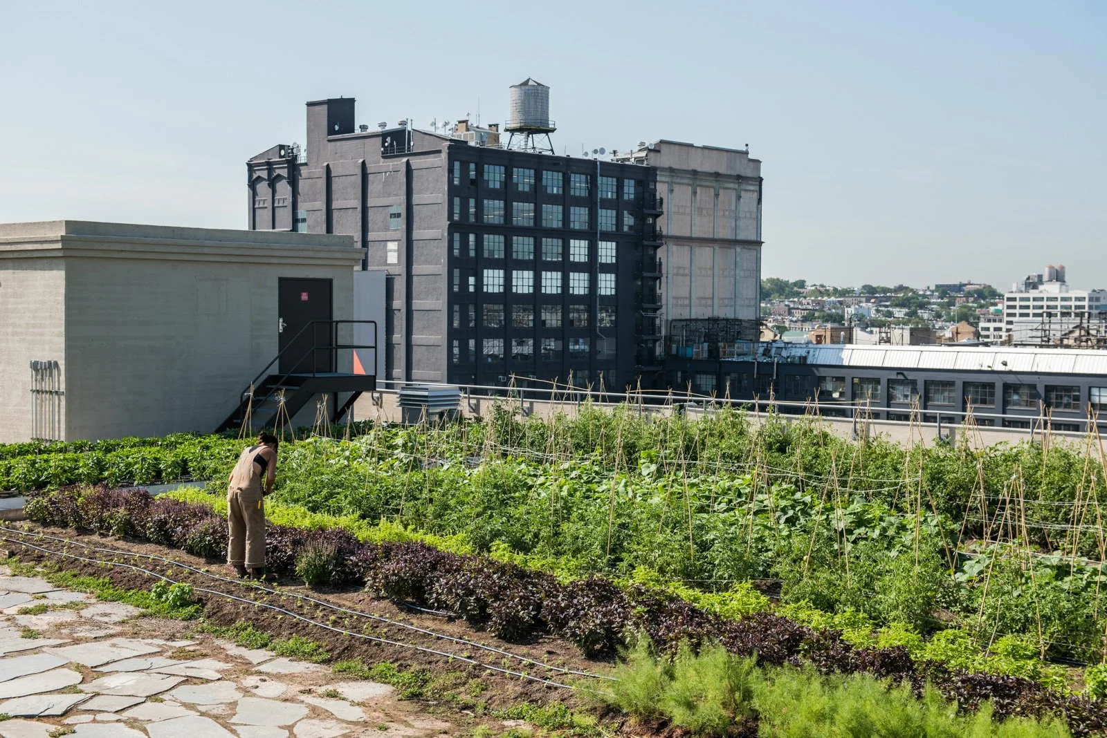 Harvest Share CSA | Rooftop Produce in Sunset Park